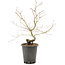 Acer palmatum, 37 cm, ± 8 anni