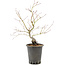 Acer palmatum, 37 cm, ± 8 years old