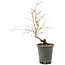 Acer palmatum, 37 cm, ± 8 years old