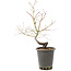 Acer palmatum, 37 cm, ± 8 anni