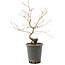Acer palmatum, 37 cm, ± 8 jaar oud