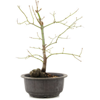 Acer palmatum, 35 cm, ± 8 años
