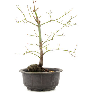 Acer palmatum, 35 cm, ± 8 Jahre alt