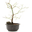 Acer palmatum, 35 cm, ± 8 anni