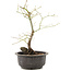 Acer palmatum, 35 cm, ± 8 anni