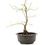 Acer palmatum, 35 cm, ± 8 anni