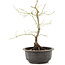 Acer palmatum, 35 cm, ± 8 Jahre alt