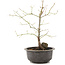 Acer palmatum, 35 cm, ± 8 anni