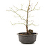 Acer palmatum, 35 cm, ± 8 years old