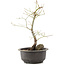 Acer palmatum, 35 cm, ± 8 years old