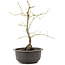 Acer palmatum, 35 cm, ± 8 anni