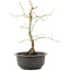 Acer palmatum, 35 cm, ± 8 jaar oud