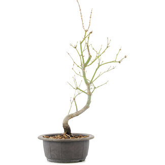Acer palmatum, 44 cm, ± 8 anni