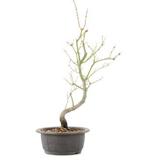 Acer palmatum, 44 cm, ± 8 Jahre alt