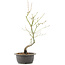 Acer palmatum, 44 cm, ± 8 years old