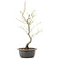 Acer palmatum, 44 cm, ± 8 years old