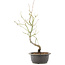 Acer palmatum, 44 cm, ± 8 Jahre alt