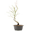 Acer palmatum, 44 cm, ± 8 Jahre alt