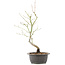 Acer palmatum, 44 cm, ± 8 years old