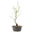 Acer palmatum, 44 cm, ± 8 years old