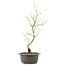 Acer palmatum, 44 cm, ± 8 jaar oud