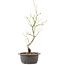 Acer palmatum, 44 cm, ± 8 years old