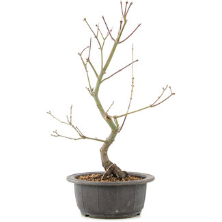 Acer palmatum, 38 cm, ± 8 anni