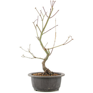 Acer palmatum, 38 cm, ± 8 ans