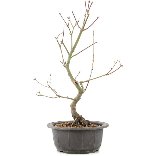 Acer palmatum, 38 cm, ± 8 anni