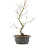 Acer palmatum, 38 cm, ± 8 jaar oud