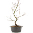 Acer palmatum, 38 cm, ± 8 years old