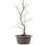 Acer palmatum, 38 cm, ± 8 years old