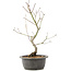 Acer palmatum, 38 cm, ± 8 years old