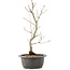 Acer palmatum, 38 cm, ± 8 years old