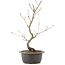 Acer palmatum, 38 cm, ± 8 years old