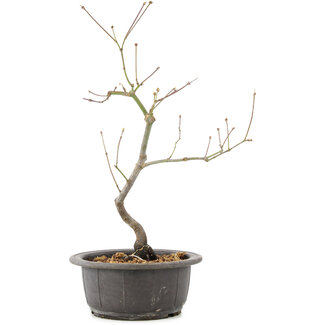 Acer palmatum, 37 cm, ± 8 años
