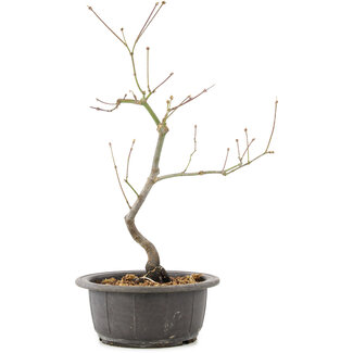 Acer palmatum, 37 cm, ± 8 Jahre alt