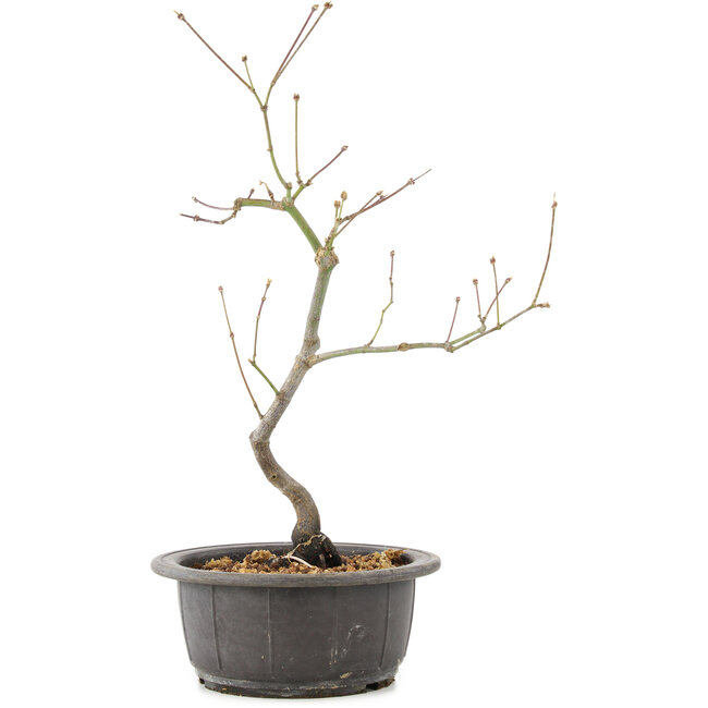 Acer palmatum, 37 cm, ± 8 years old