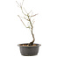 Acer palmatum, 37 cm, ± 8 years old