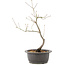 Acer palmatum, 37 cm, ± 8 years old