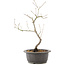 Acer palmatum, 37 cm, ± 8 years old