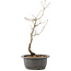 Acer palmatum, 37 cm, ± 8 years old