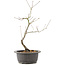 Acer palmatum, 37 cm, ± 8 years old