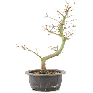 Acer palmatum, 34 cm, ± 8 años
