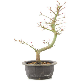 Acer palmatum, 34 cm, ± 8 years old