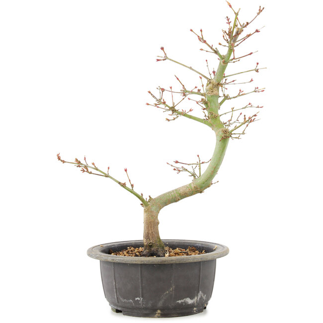 Acer palmatum, 34 cm, ± 8 jaar oud
