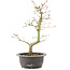 Acer palmatum, 34 cm, ± 8 Jahre alt