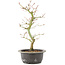 Acer palmatum, 34 cm, ± 8 Jahre alt