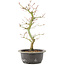 Acer palmatum, 34 cm, ± 8 years old