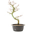 Acer palmatum, 34 cm, ± 8 years old